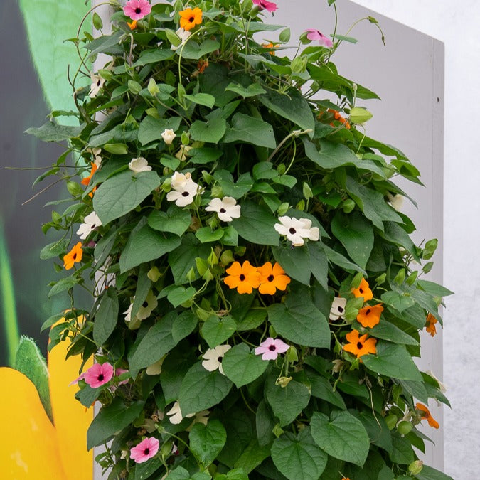 Schwarzäugige Susanne Mischung (pink, orange, weiß) (x3) - Thunbergia alata sunny susy® - Bakker