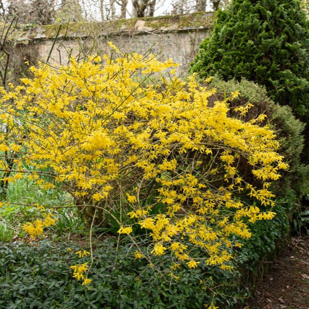Forsythie ‘Marée d’Or®’ - Forsythia Marée d'Or ® - Bakker