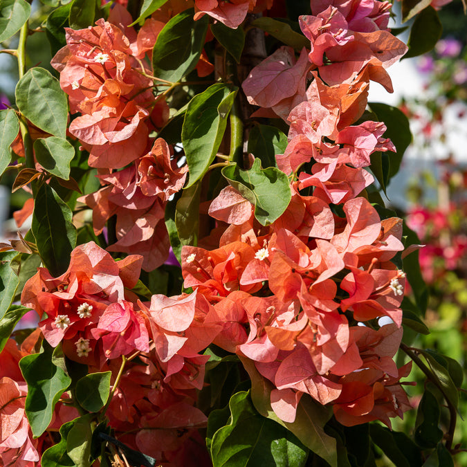 Drillingsblume orange - Bougainvillea orange - Bakker