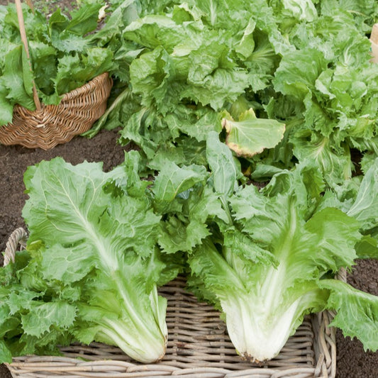 Endiviensalat ‘Cornet de Bordeaux’ - Bakker