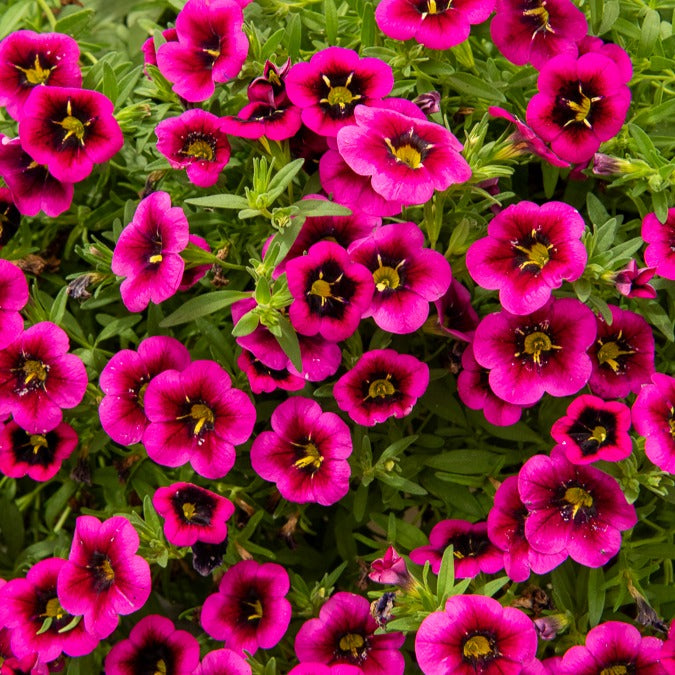 Zauberglöckchen Good Night Kiss (x3) - Calibrachoa cabaret® 'good night kiss' - Bakker