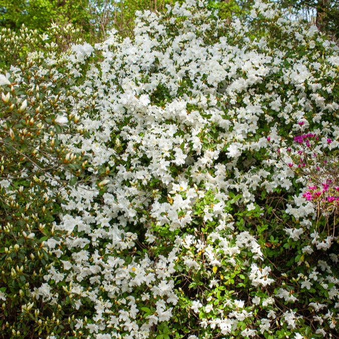 Azalea palestrina - Japanische Azalee Palestrina - Azaleen