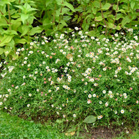 Erigeron karvinskianus 'profusion' - Spanisches Gänseblümchen Profusion - Erigeron