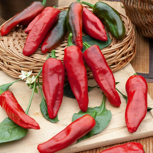 Chili ‘Gorria’ (Piment d’Espelette) - Bakker