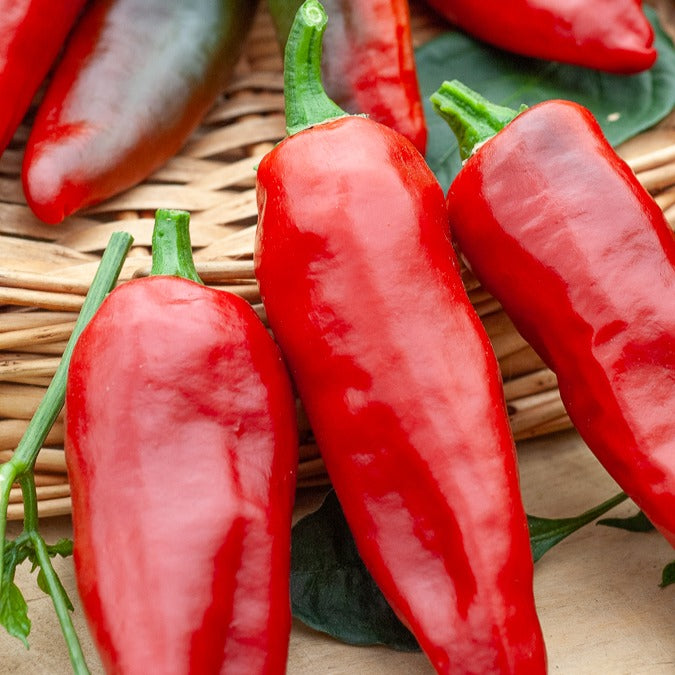 Capsicum annuum gorria - Chili ‘Gorria’ (Piment d’Espelette) - Samen für Chili