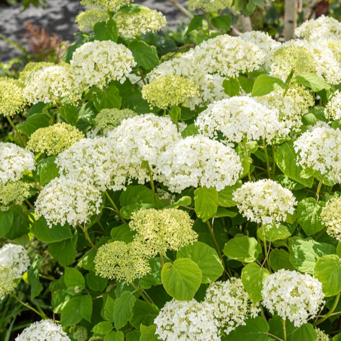 Verkauf Hortensie 'Strong Annabelle' - Hydrangea arborescens 'strong annabelle'