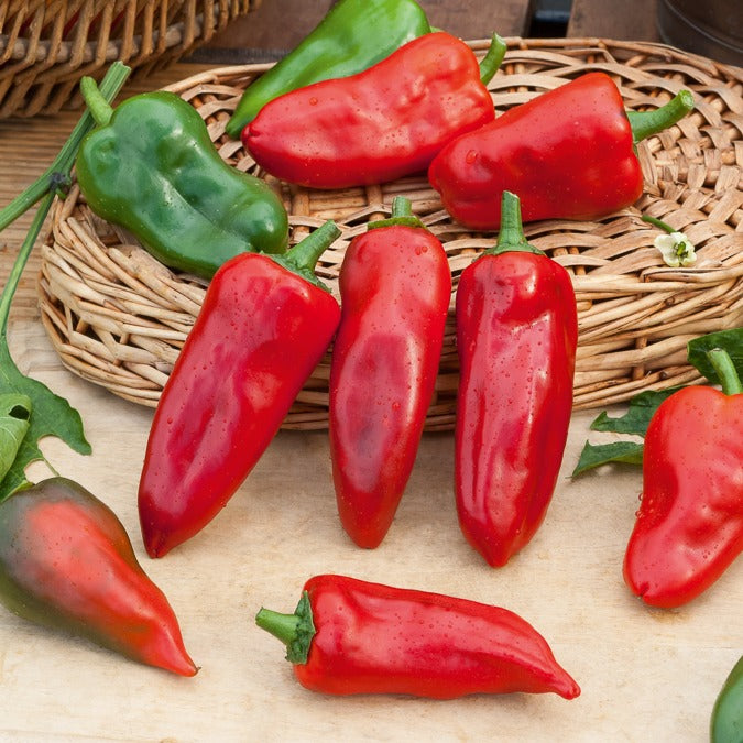 Paprika 'Piquillo' - Capsicum annuum 'piquillo' - Bakker