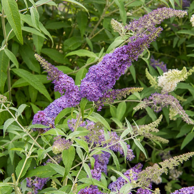 Buddleja davidii free petite® 'lavender flow' - Schmetterlingsflieder 'Lavender Flow' - Schmetterlingsstrauch - Buddleja