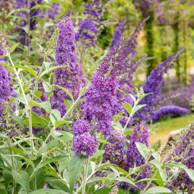 Schmetterlingsflieder 'Lavender Flow' - Bakker