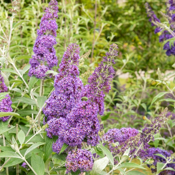 Schmetterlingsflieder 'Lavender Flow' - Buddleja davidii free petite® 'lavender flow' - Bakker
