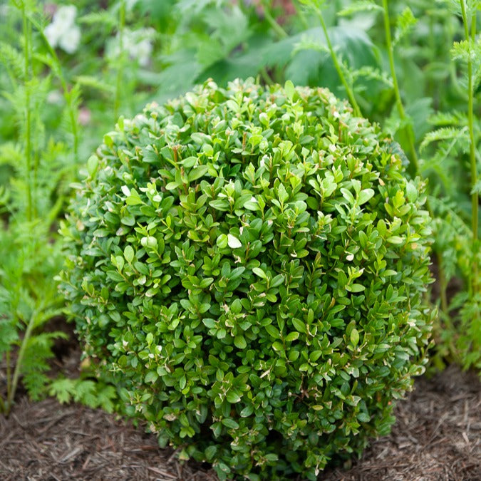 Buchsbaum Kugel - Buxus sempervirens - Bakker