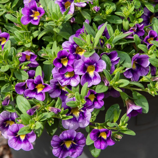 Verkauf Zauberglöckchen Bumble Bee (x3) - Calibrachoa Cabaret® Bumble Bee