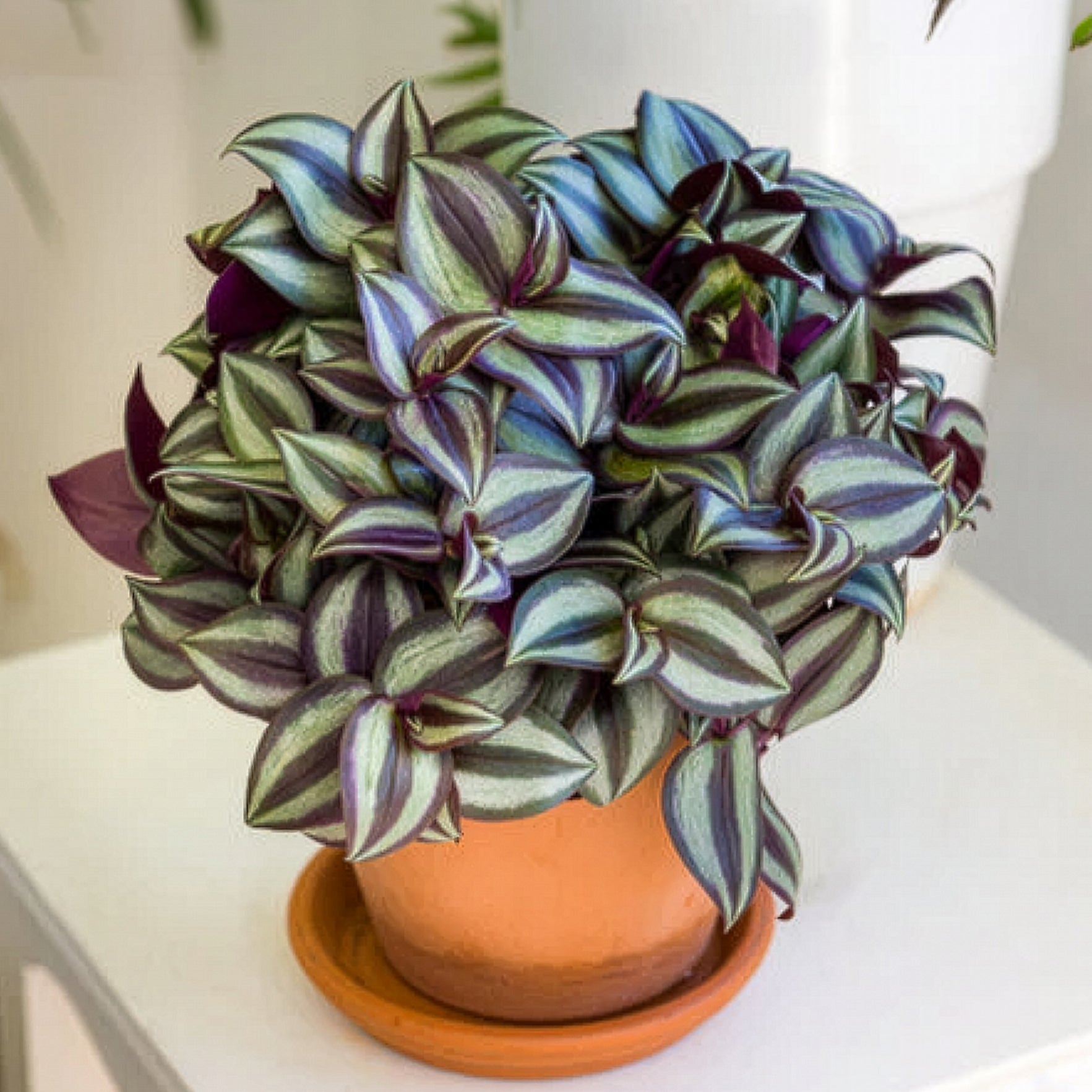 Zebrakraut - Tradescantia zebrina - Bakker