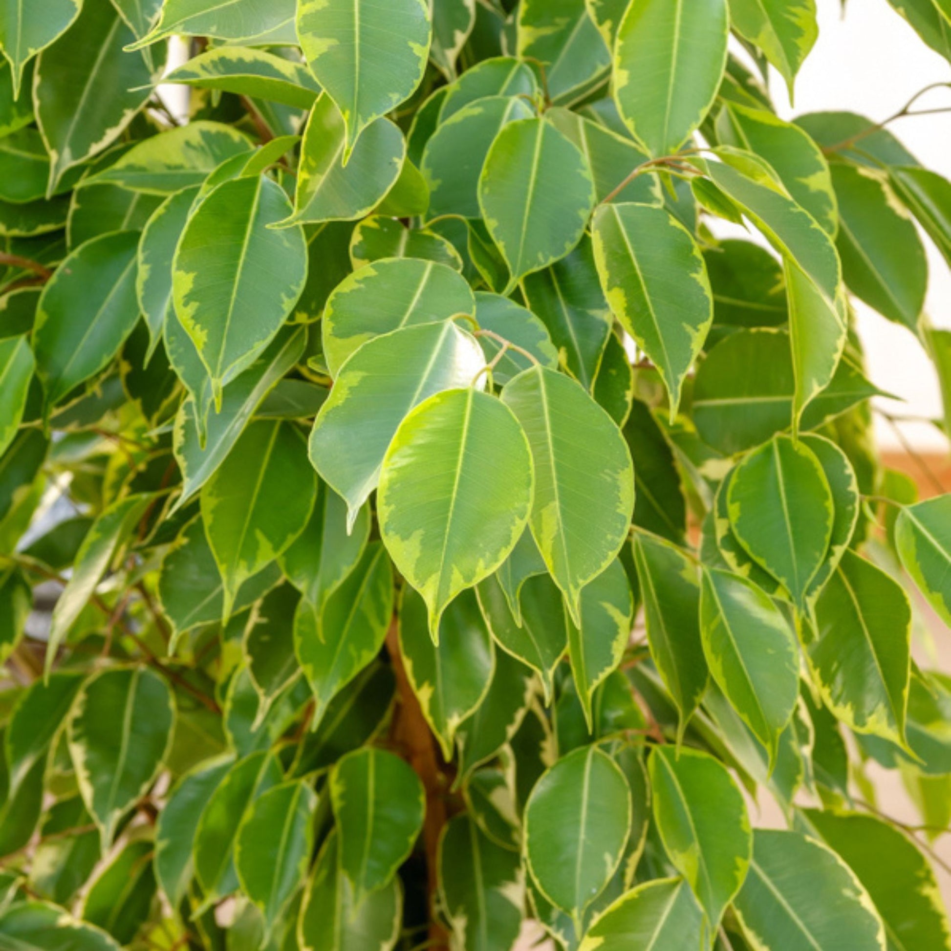 Birkenfeige 'Golden King' - Ficus benjamina Golden King - Bakker