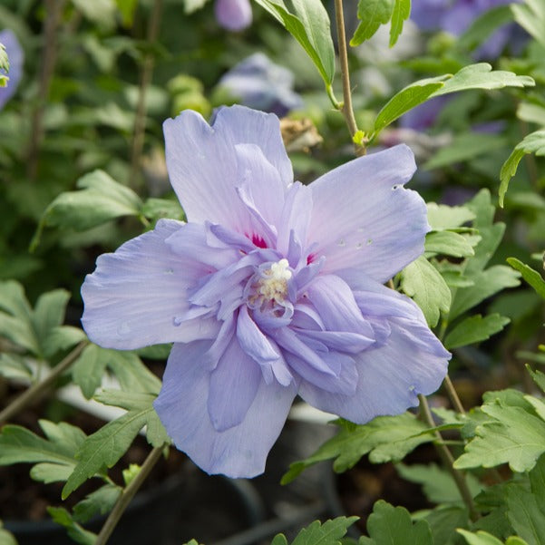 Hibiskus ‘Blue Chiffon’ - Bakker
