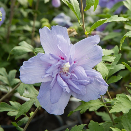 Hibiskus ‘Blue Chiffon’ - Bakker
