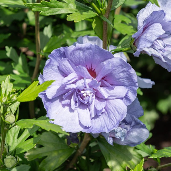 Hibiskus ‘Blue Chiffon’ - Hibiscus Syriacus Blue Chiffon - Bakker
