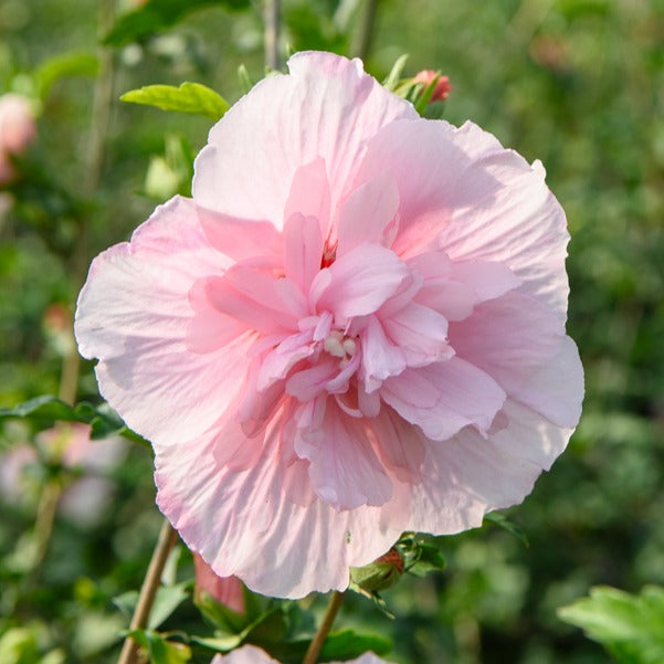 Hibiscus Syriacus Pink Chiffon - Garteneibisch ‘Pink Chiffon’ - Hibiskus