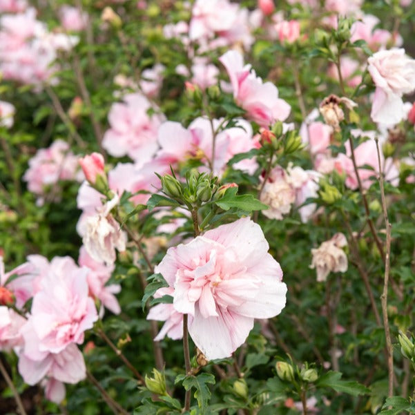 Garteneibisch ‘Pink Chiffon’ - Hibiscus Syriacus Pink Chiffon - Bakker