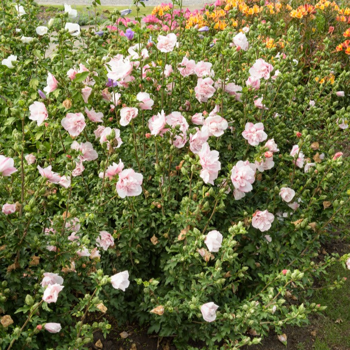 Hibiskus - Garteneibisch ‘Pink Chiffon’ - Hibiscus Syriacus Pink Chiffon