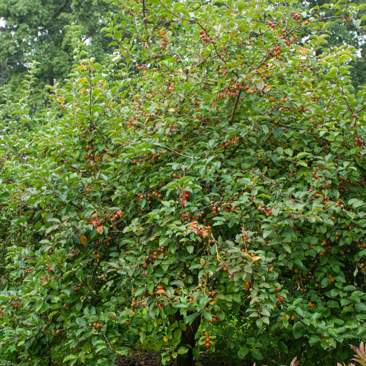 Zierapfel - Zierapfel ‘Evereste’ - Malus Evereste Perpetu
