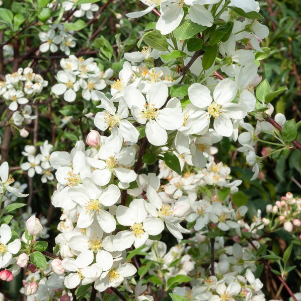 Malus Evereste Perpetu - Zierapfel ‘Evereste’ - Zierapfel