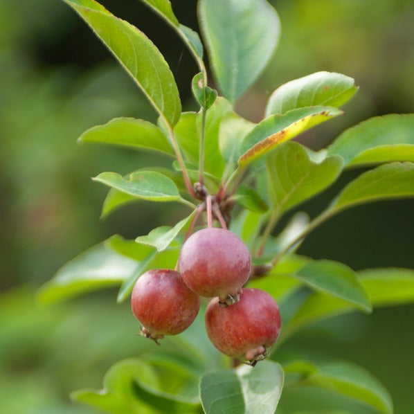 Verkauf Zierapfel ‘Evereste’ - Malus Evereste Perpetu