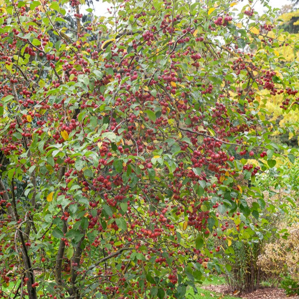 Zierapfel ‘Evereste’ - Malus Evereste Perpetu - Bakker