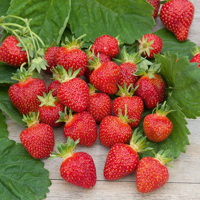 Erdbeere ‘Rubis des Jardins’ - Bakker