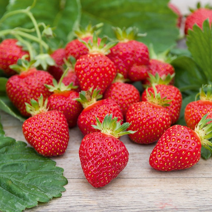 Erdbeere ‘Rubis des Jardins’ - Fragaria x ananassa 'Rubis Des Jardins' - Bakker
