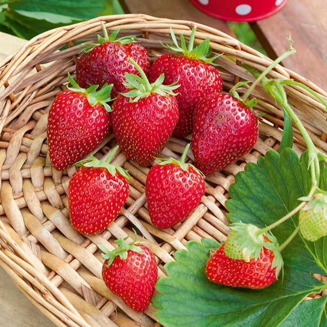 Erdbeer-Pflanze 'Cirafine' - Fragaria x ananassa Cirafine - Bakker
