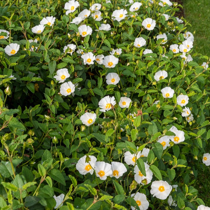 Cistus - Zistrose - Korsische Zistrose - Cistus corbariensis