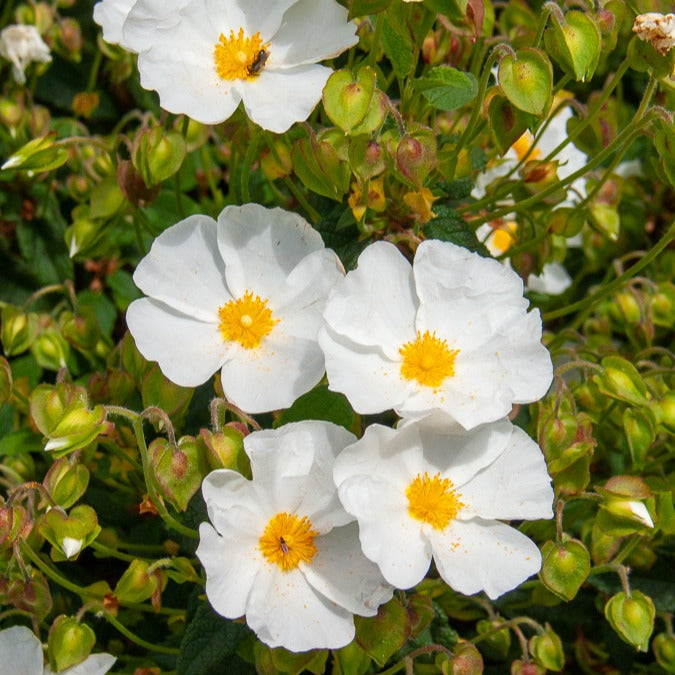 Verkauf Korsische Zistrose - Cistus corbariensis