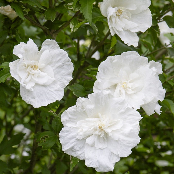 Hibiskus White Chiffon - Bakker