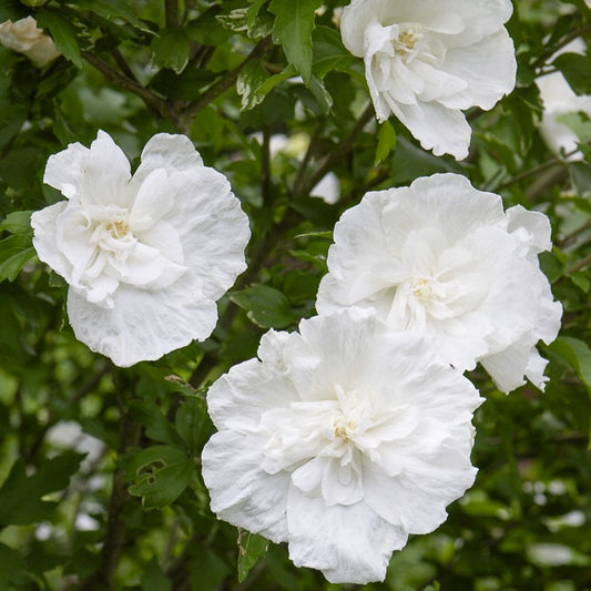 Hibiskus White Chiffon - Bakker