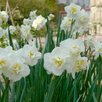 Narzissen ‘Cheerfulness’ (x5) - Bakker