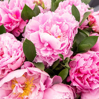 Pfingstrose Jacorma - Paeonia lactiflora Jacorma - Bakker