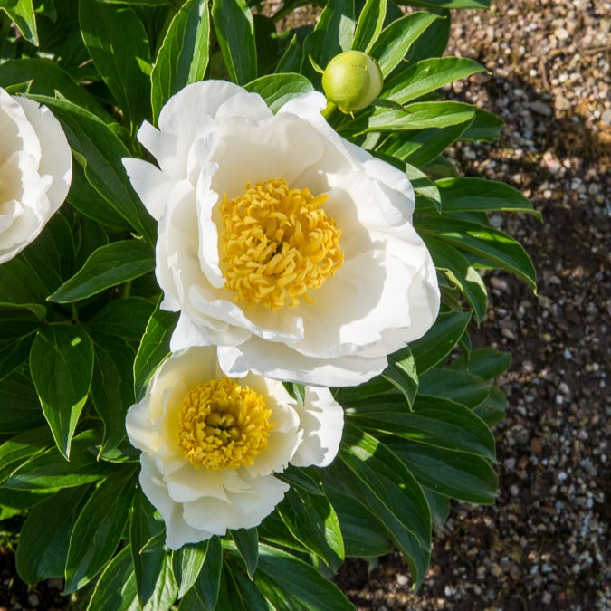 Paeonia lactiflora Jan Van Leeuwen - Pfingstrose Jan Van Leeuwen - Pfingstrosen