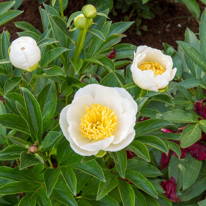 Pfingstrose Jan Van Leeuwen - Paeonia lactiflora Jan Van Leeuwen - Bakker