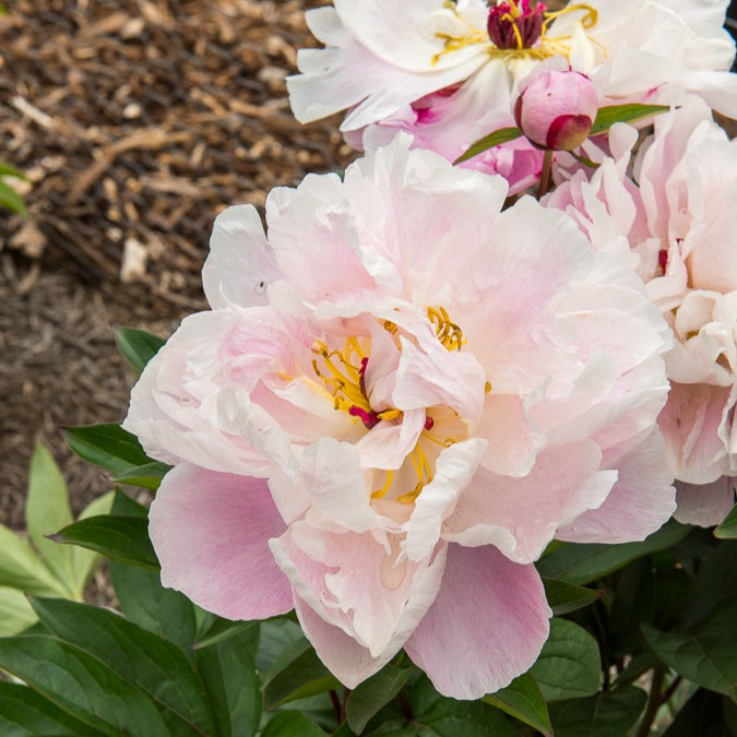 Pfingstrose Lady Alexandra Duff - Paeonia lactiflora Lady Alexandra Duff - Bakker