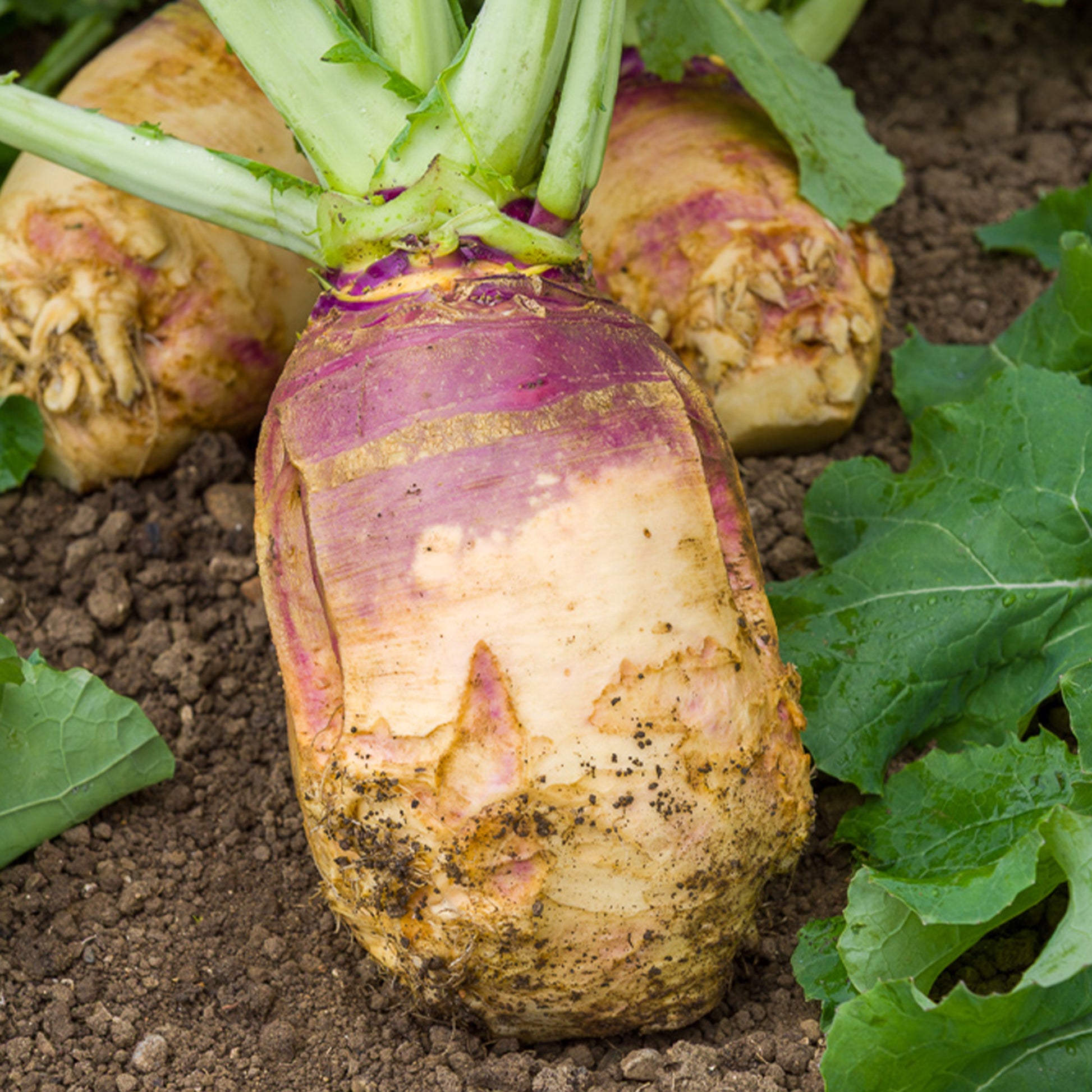 Steckrübe ‘Champion’ - Brassica napus champion - Bakker