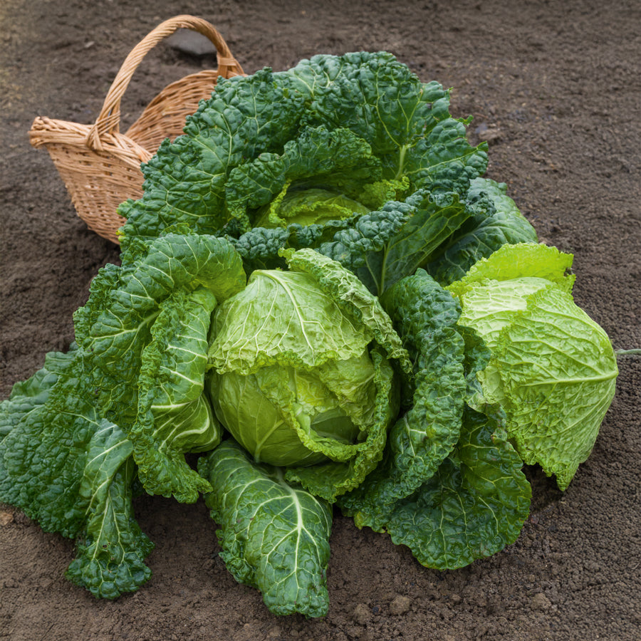 Wirsing ‘Gros des Vertus 2’ - Brassica oleracea sabauda gros des vertus 2 - Bakker