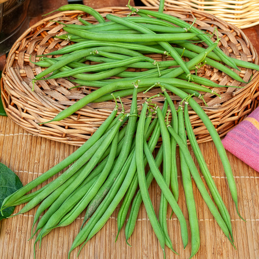 Buschbohne, mangetout ‘Castandel’ - Bakker