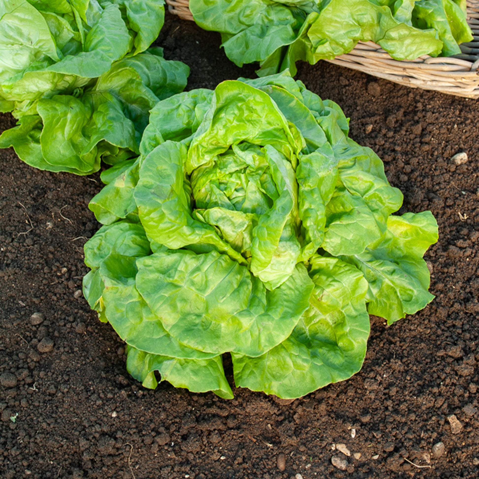 Kopfsalat Verpia - Lactuca sativa verpia (obt. clause) - Bakker