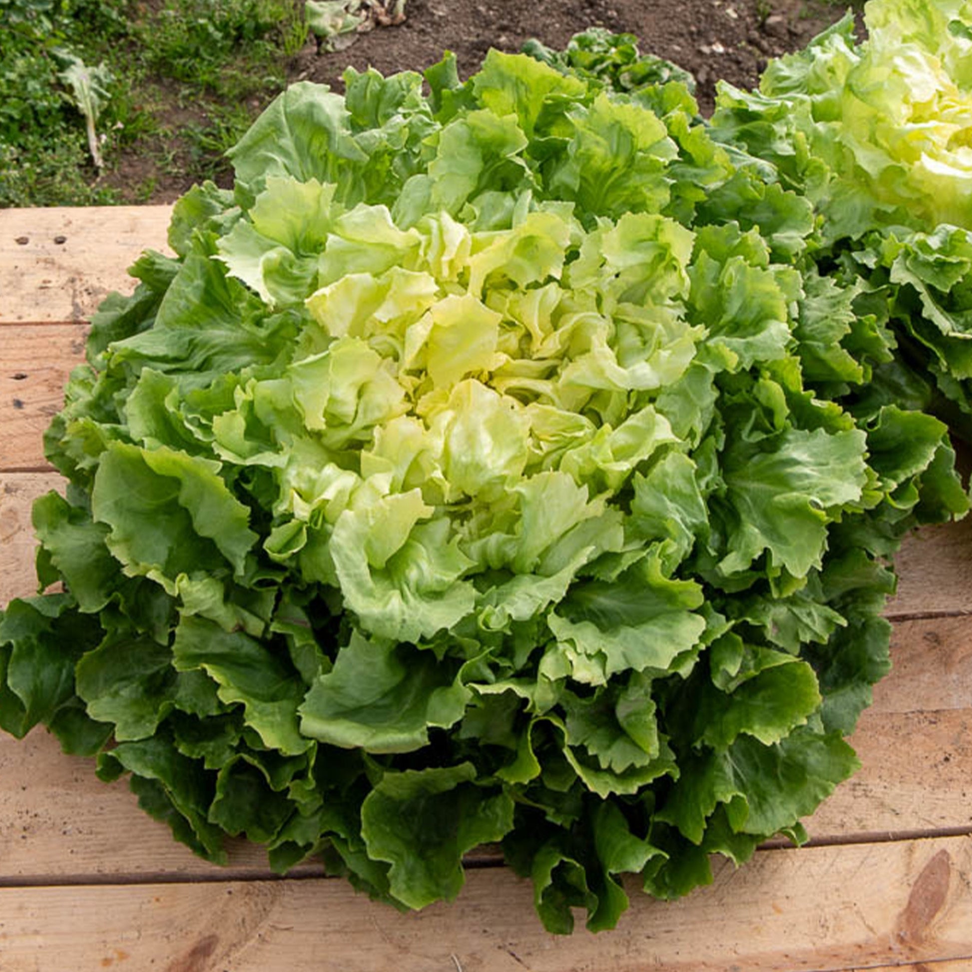 Endiviensalat ‘Grosse bouclee’ - Bakker