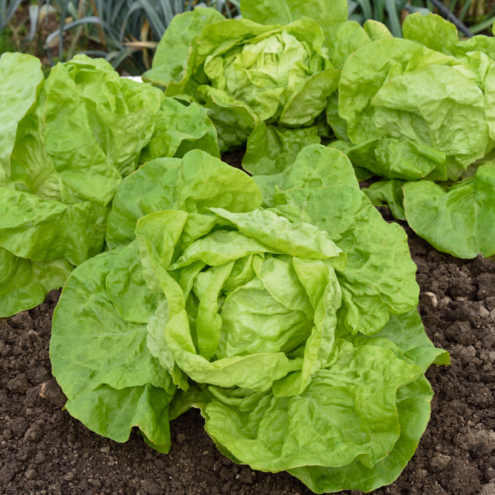 Kopfsalat ‘Grosse blonde paresseuse’ - Bakker