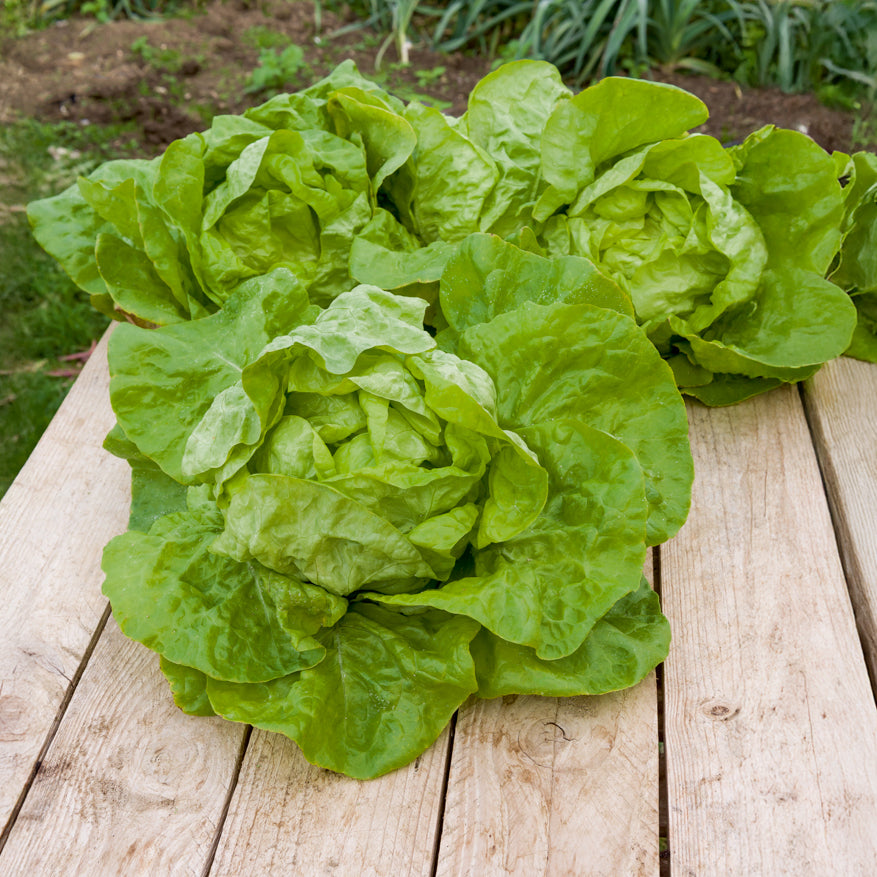 Kopfsalat ‘Grosse blonde paresseuse’ - Lactuca sativa grosse blonde paresseuse - Bakker