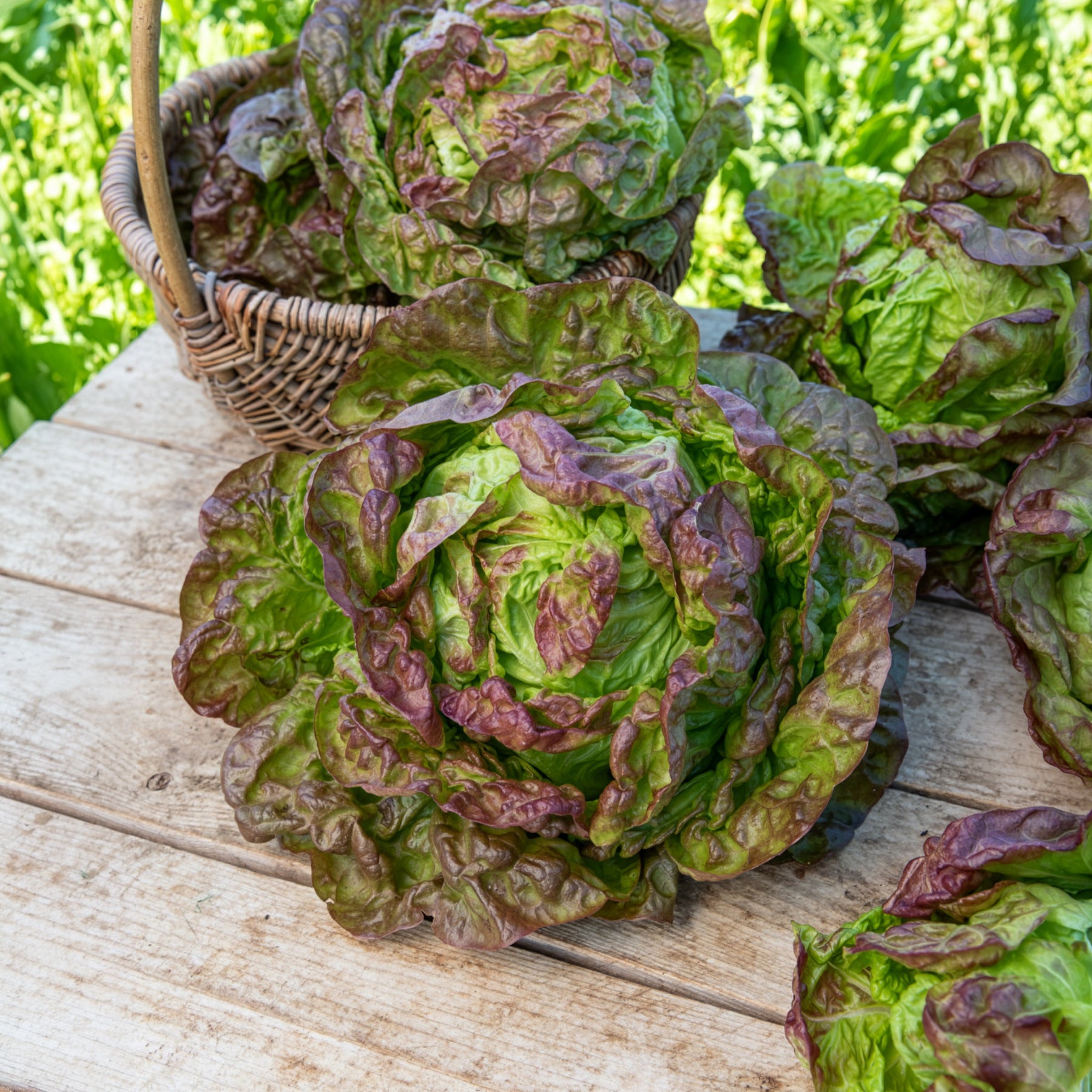 Kopfsalat ‘Merveille des quatre saisons’ - Lactuca sativa Merveille des Quatre Saisons - Bakker