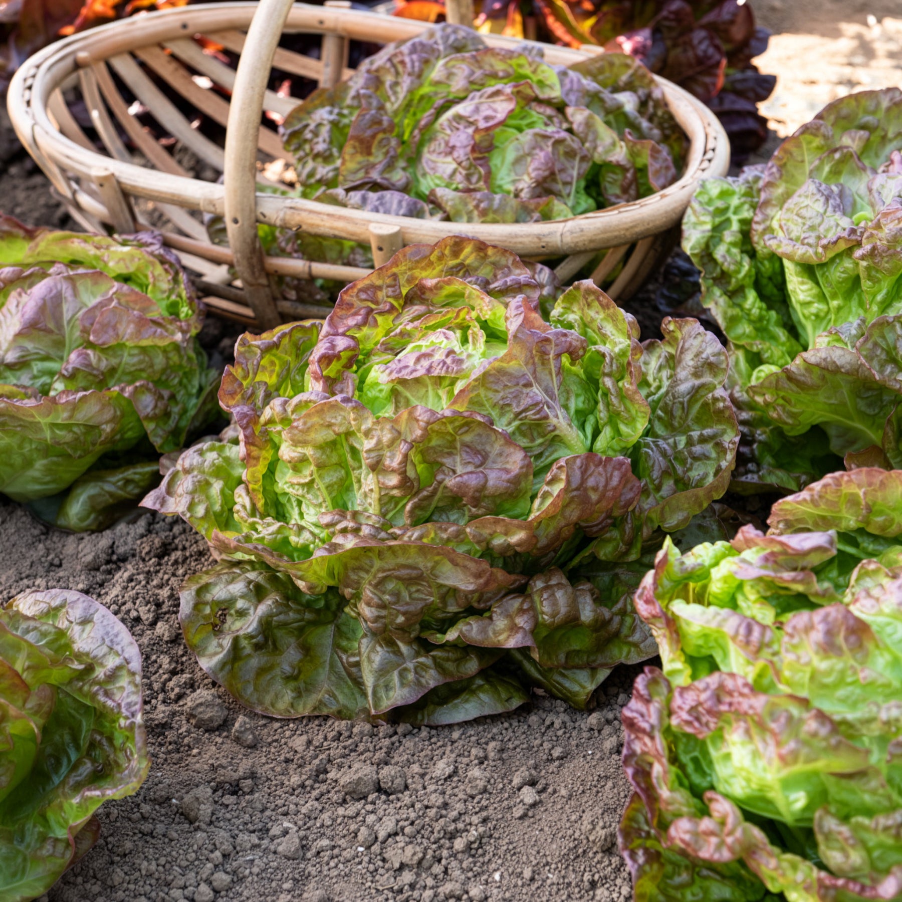 Verkauf Kopfsalat ‘Merveille des quatre saisons’ - Lactuca sativa Merveille des Quatre Saisons