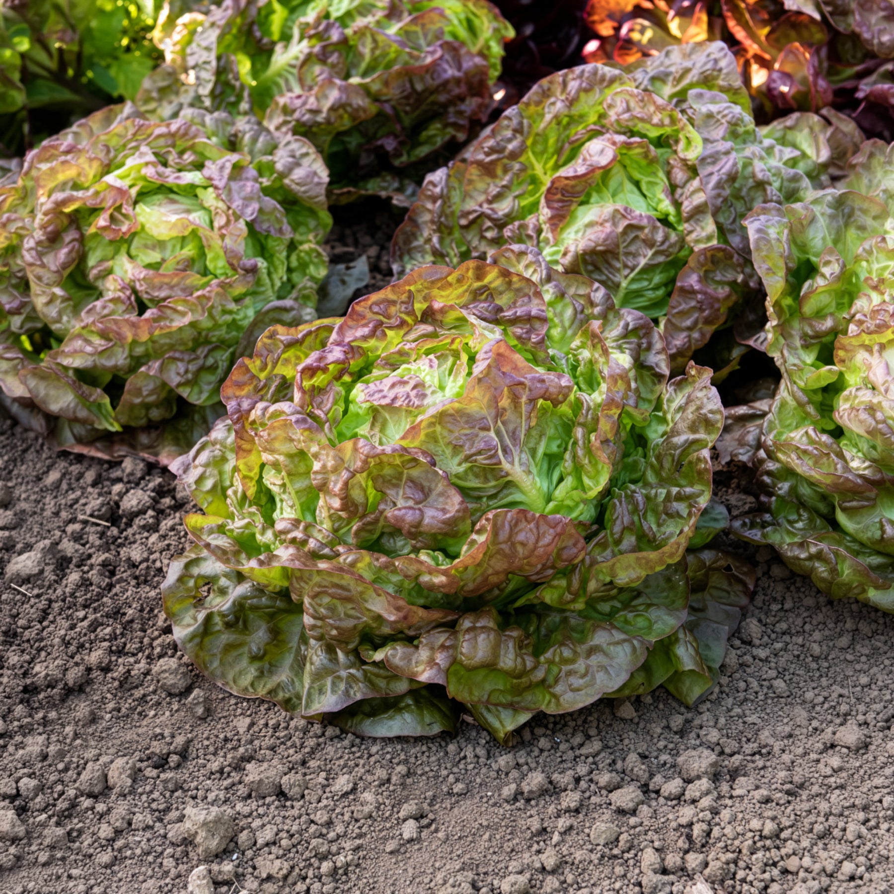 Samen für Salate - Kopfsalat ‘Merveille des quatre saisons’ - Lactuca sativa Merveille des Quatre Saisons